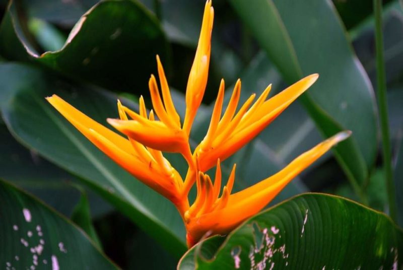 fleur-paradis-amazonie-equateur Admirer la flore dans la forêt amazonienne - Equateur | Au Tigre Vanillé