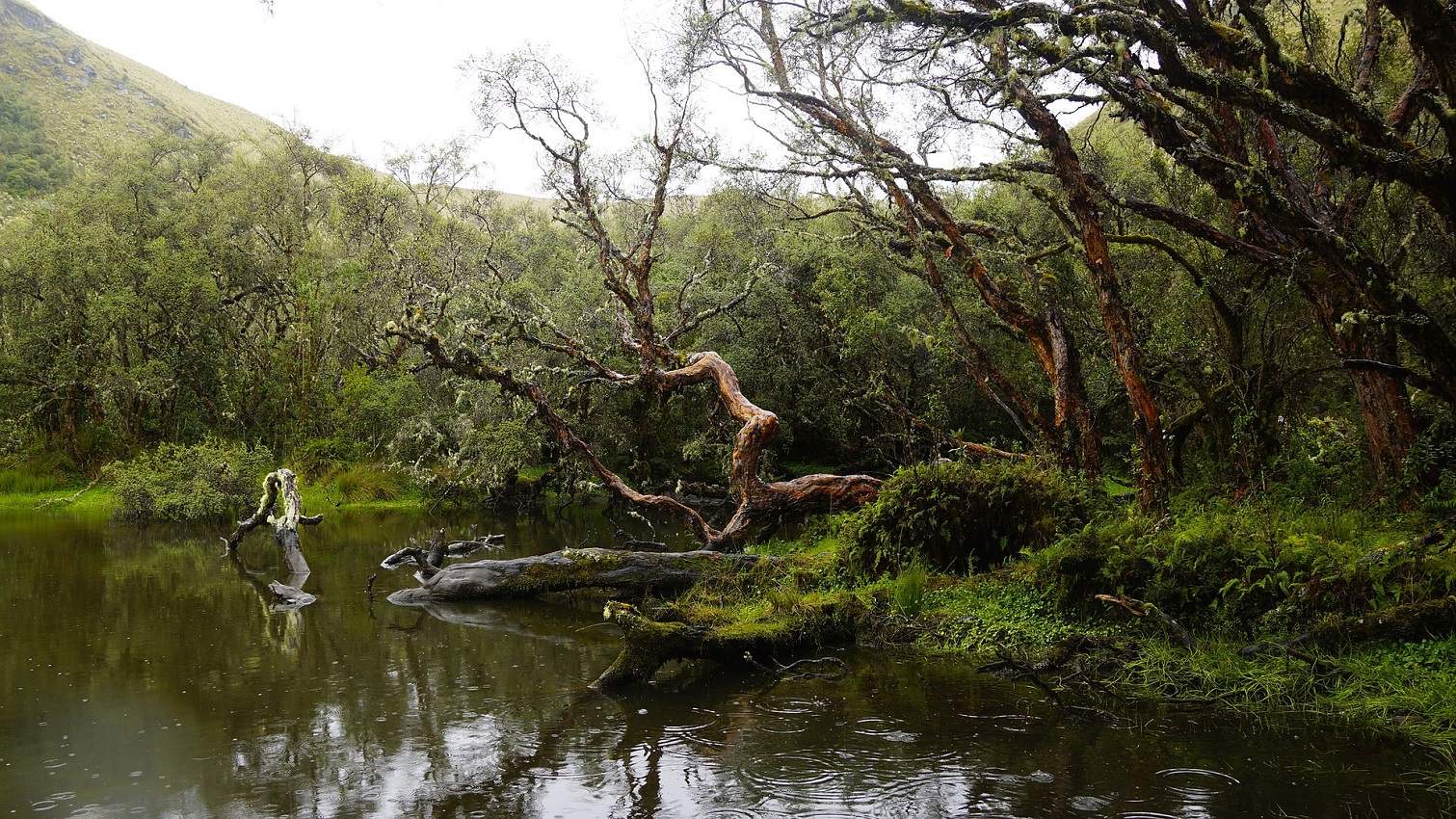 Se balader dans les forêts luxuriantes au Nord de Quito - Equateur | Au Tigre Vanillé