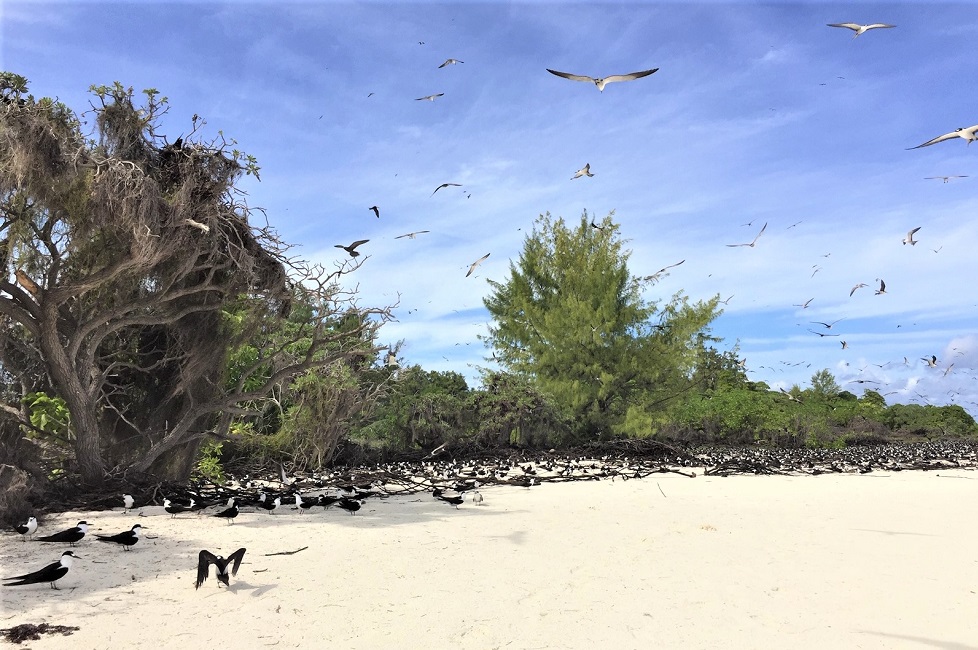 Ile aux oiseaux de Bird - Seychelles | Au Tigre Vanillé