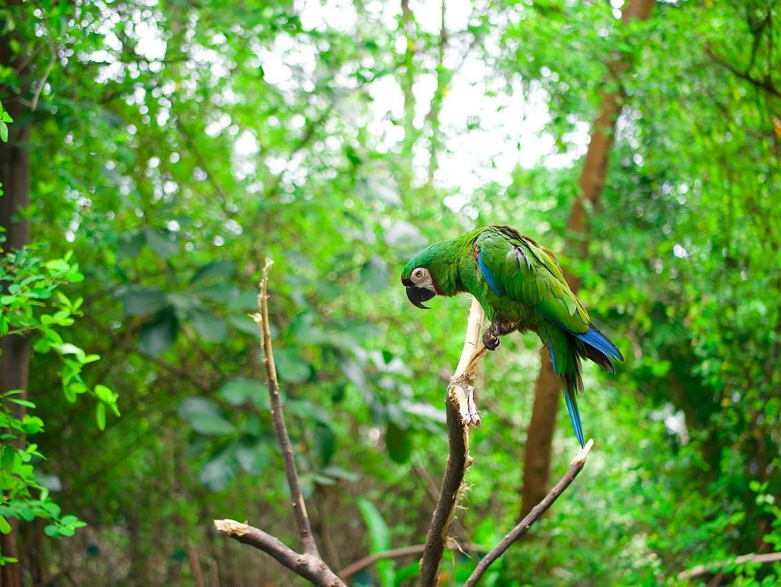 Se plonger dans la nature unique des forêts équatoriennes - Equateur | Au Tigre Vanillé