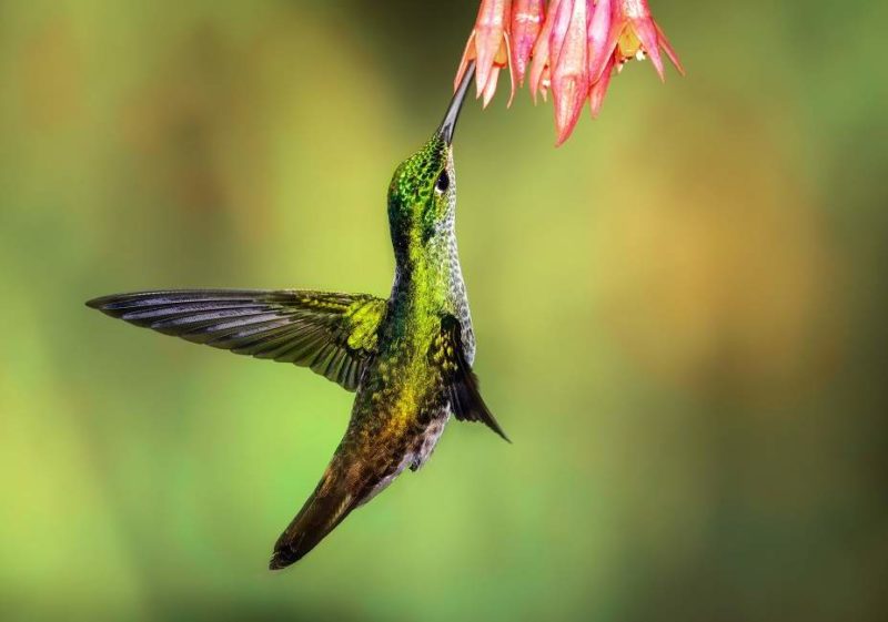 Observer les oiseaux de la réserve de Mindo Nambillo - Equateur | Au Tigre Vanillé