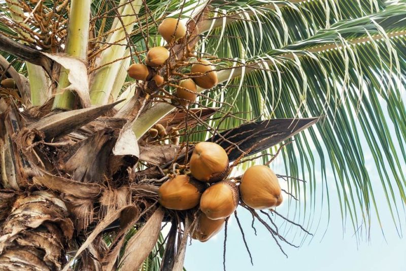 plantation-coco-ladigue-seychelles Découvrir les plantations de coco à La Digue - Seychelles | Au Tigre Vanillé