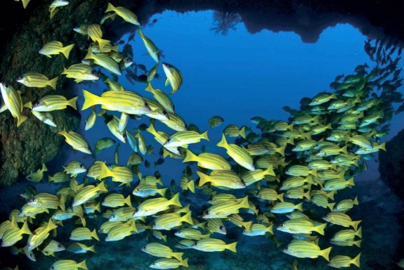 Banc de poissons à Desroches - Seychelles | Au Tigre Vanillé