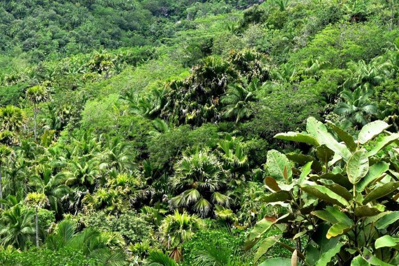 randonnee-vegetation-praslin-seychelles Randonnée au coeur de la végétation luxuriante de Praslin - Seychelles | Au Tigre Vanillé