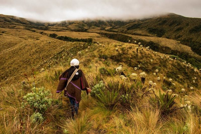 reserve-elangel-frailejones-quito-equateur Découverte de la flore de la réserve El Angel - Equateur | Au Tigre Vanillé
