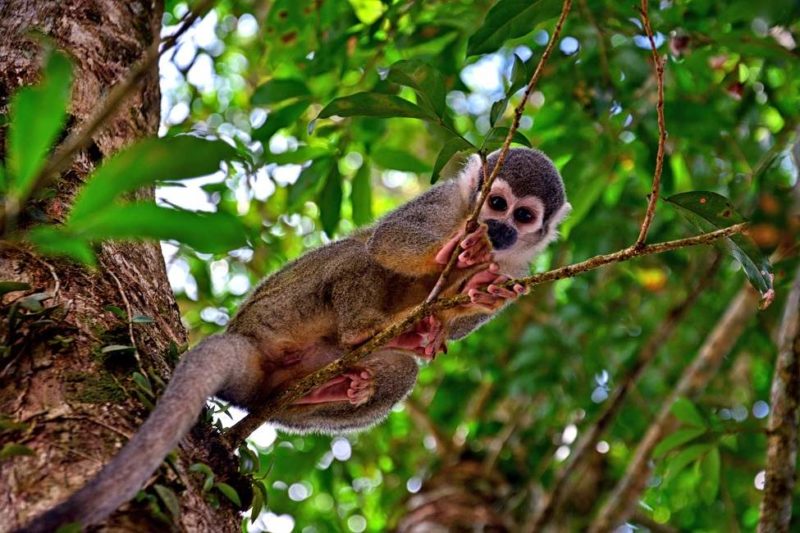 Rencontrer les singes et animaux de la jungle de Misahualli - Equateur | Au Tigre Vanillé