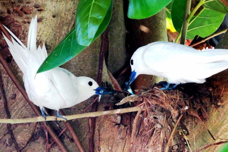 Observation des oiseaux de l'île de Bird - Seychelles | Au Tigre Vanillé