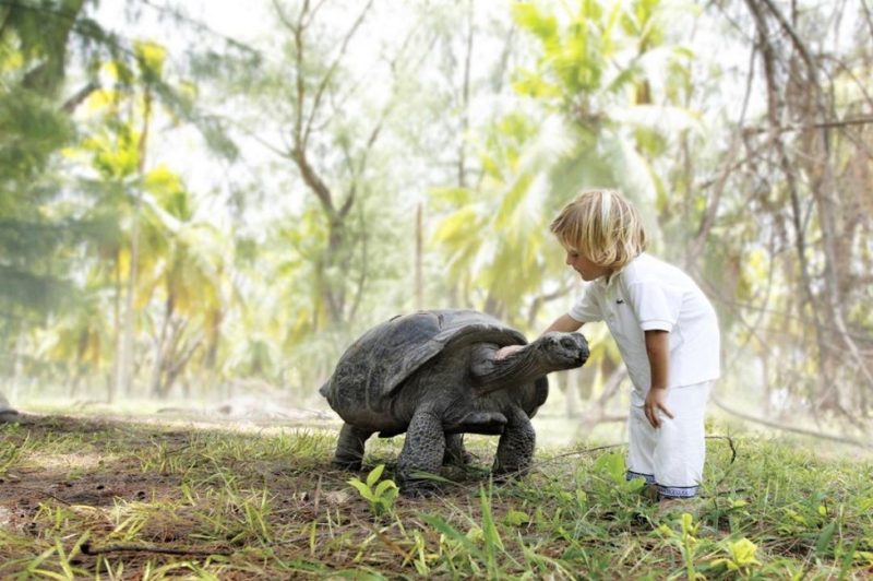 Enfant qui caresse une tortue à Desroches - Seychelles | Au Tigre Vanillé