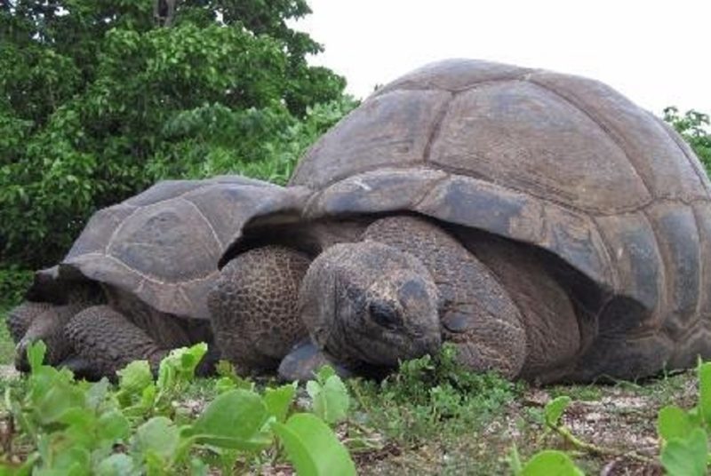 tortues-geantes-ile-oiseaux-seychelles Tortues geante de l'ile aux Oiseaux - Seychelles | Au Tigre Vanillé