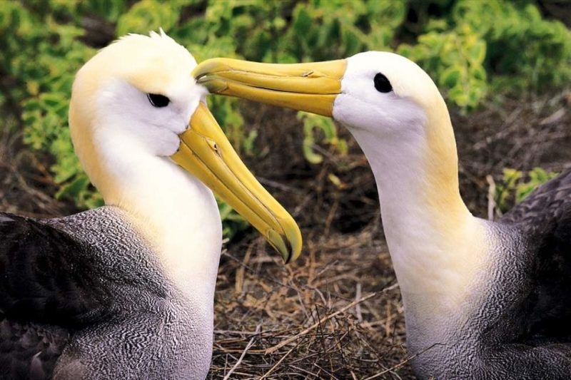 Observation des albatros sur Espanola dans les Galapagos - Equateur | Au Tigre Vanillé