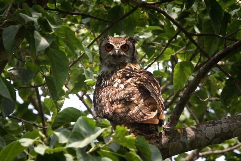 Observation des oiseaux lors d'un safari au parc national de Badia - Népal | Au Tigre Vanillé