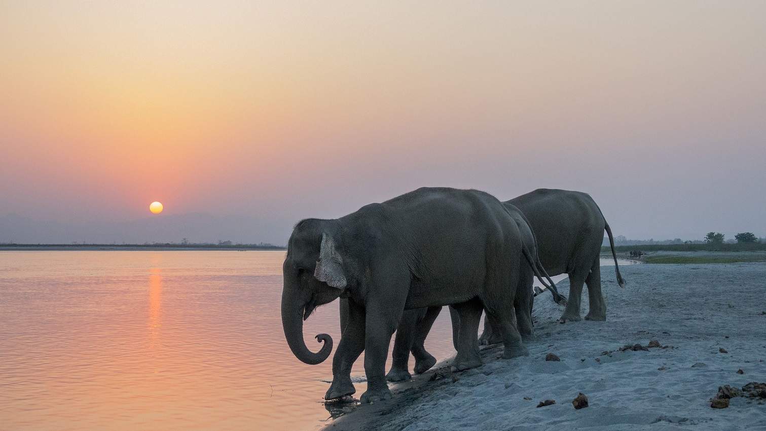 Eléphants lors d'un safari au parc national de Badia - Népal | Au Tigre Vanillé