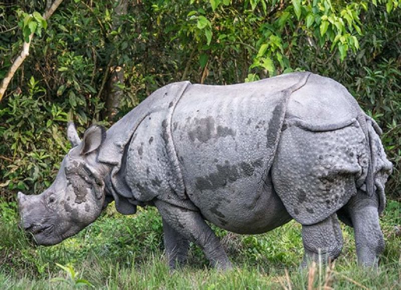 Rhinoceros lors d'un safari au parc national de Badia - Népal | Au Tigre Vanillé