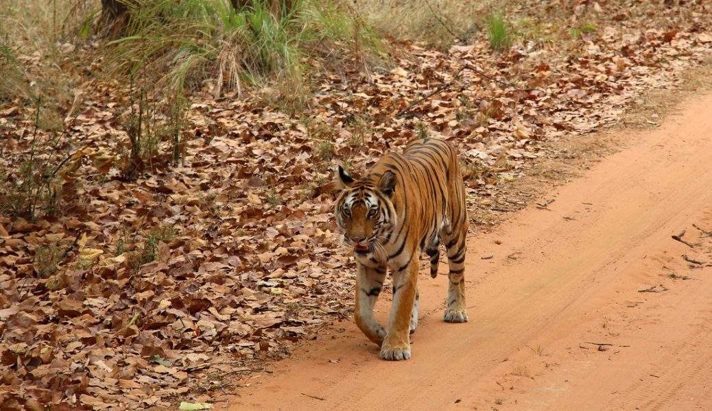 Safari sur le straces du tigre à Bardia - Népal | Au Tigre Vanillé