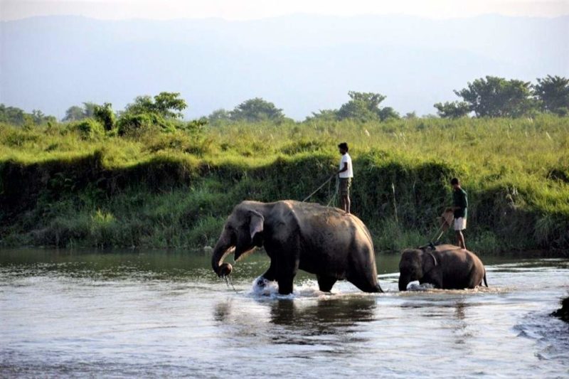 Elevage d'éléphant lors d'un safari au parc national de Chitwan - Népal | Au Tigre Vanillé