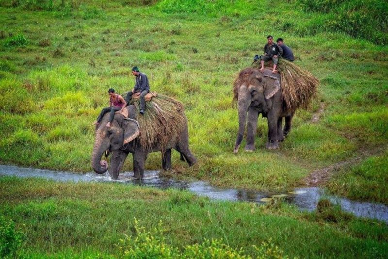chitwan-elephant-baigande-safari-nepal S'occuper des éléphants au parc de Chitwan - Népal | Au Tigre Vanillé