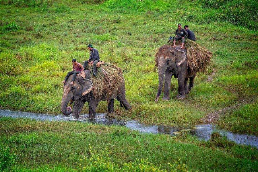S'occuper des éléphants au parc de Chitwan - Népal | Au Tigre Vanillé