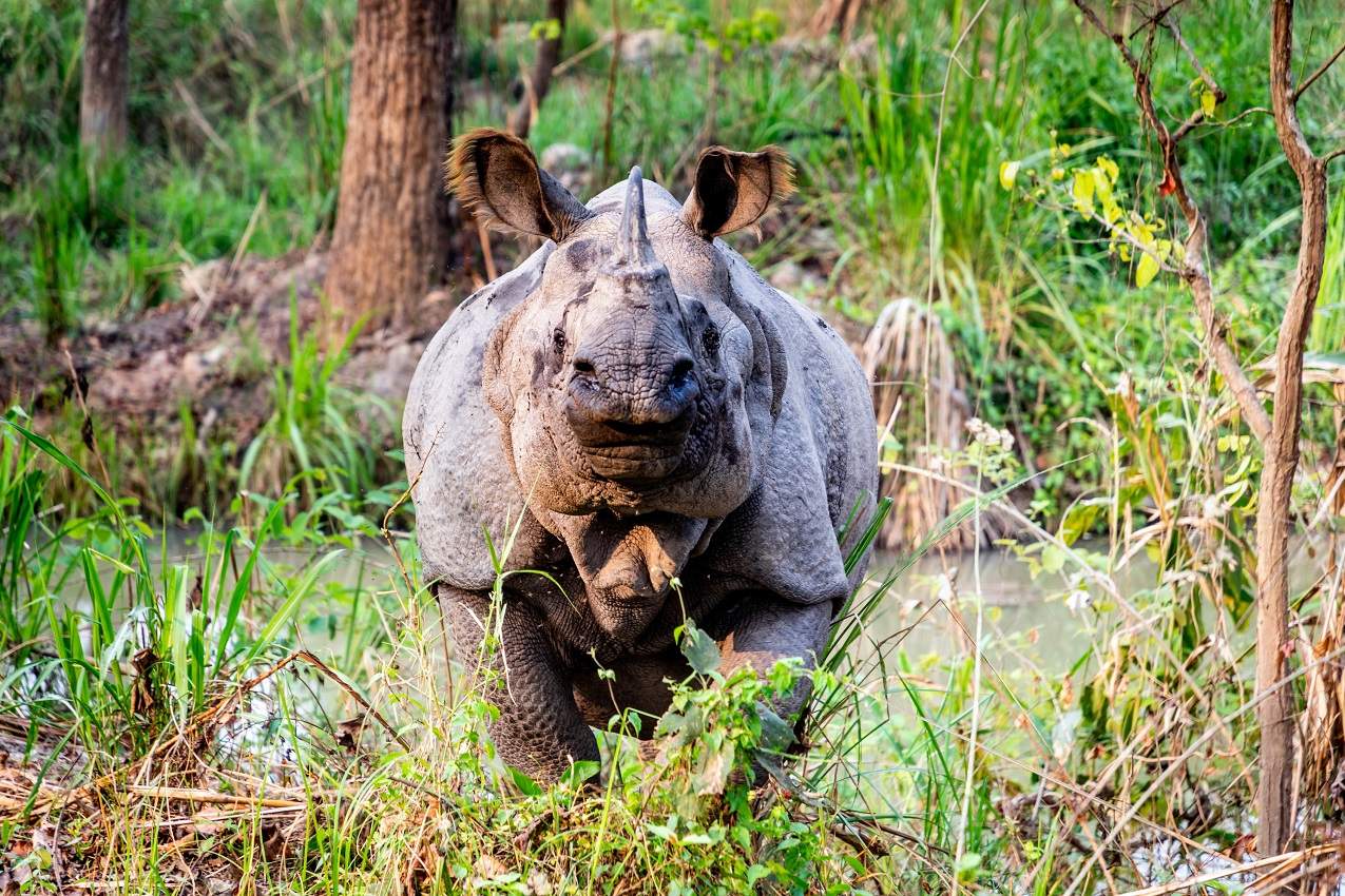 Rhinoceros lors d'un safari au parc national de Chitwan - Népal | Au Tigre Vanillé