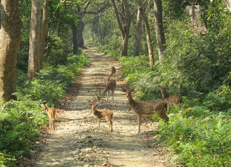 Biches lors d'un safari au parc national de Chitwan - Népal | Au Tigre Vanillé