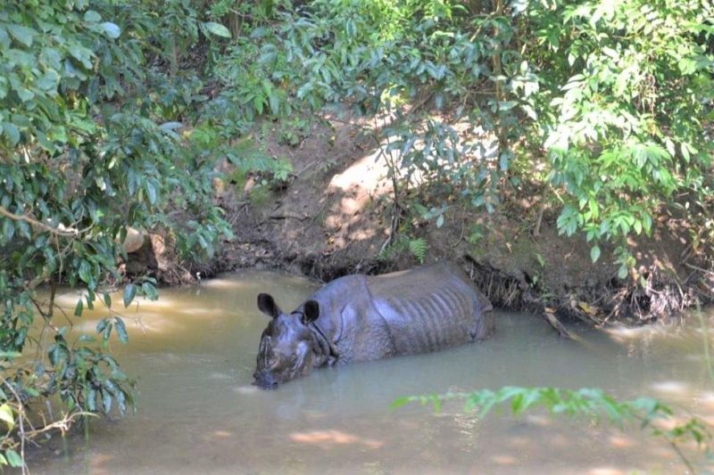 Rhinoceros lors d'un safari en bateau au parc national de Chitwan - Népal | Au Tigre Vanillé