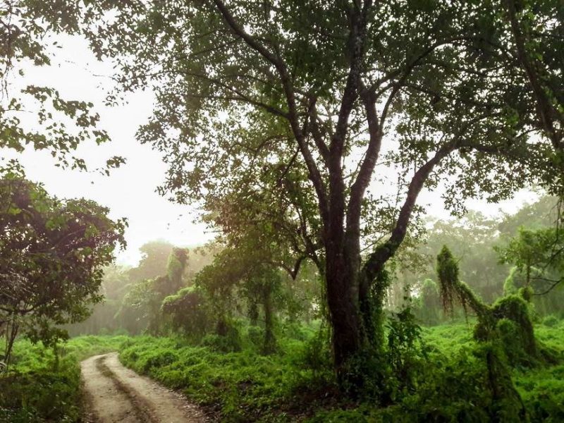 Trek dans la jungle à Chitwan - Népal | Au Tigre Vanillé