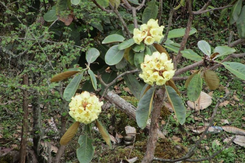 Découverte de la flore - Bhoutan | Au Tigre Vanillé