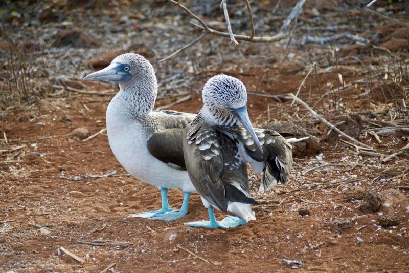 Observation des fous à pattes bleues sur Isabela dans les Galapagos - Equateur | Au Tigre Vanillé