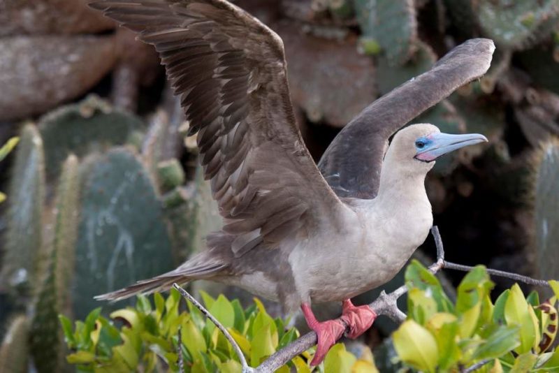 Admirer les fous à pattes rouges de Genovesa dans les Galapagos - Equateur | Au Tigre Vanillé