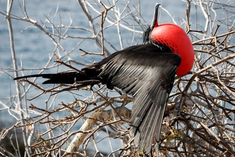 Découvrir les oiseaux de Santiago dans les Galapagos - Equateur | Au Tigre Vanillé