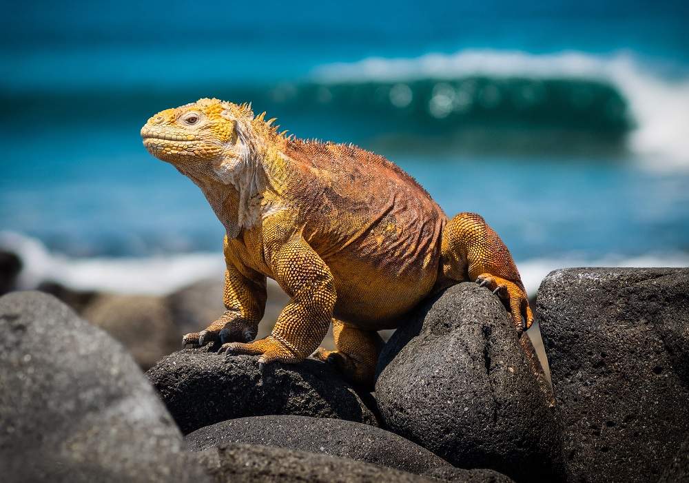 Aller à la rencontre de la faune endémique des îles Galapagos - Equateur | Au Tigre Vanillé