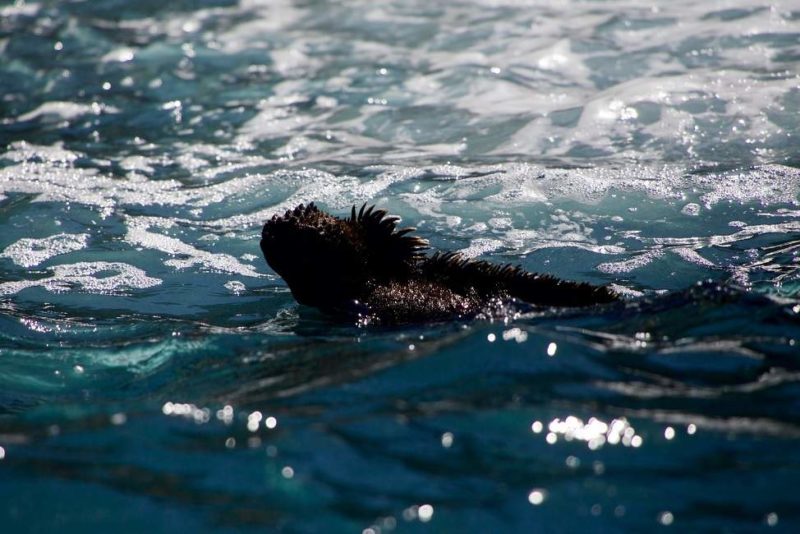 Rencontrer la faune marine de Fernandina dans les Galapagos - Equateur | Au Tigre Vanillé