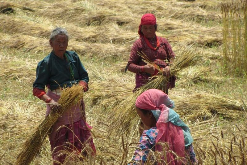 Femmes dans le village newar de Khokhana - Népal | Au Tigre Vanillé