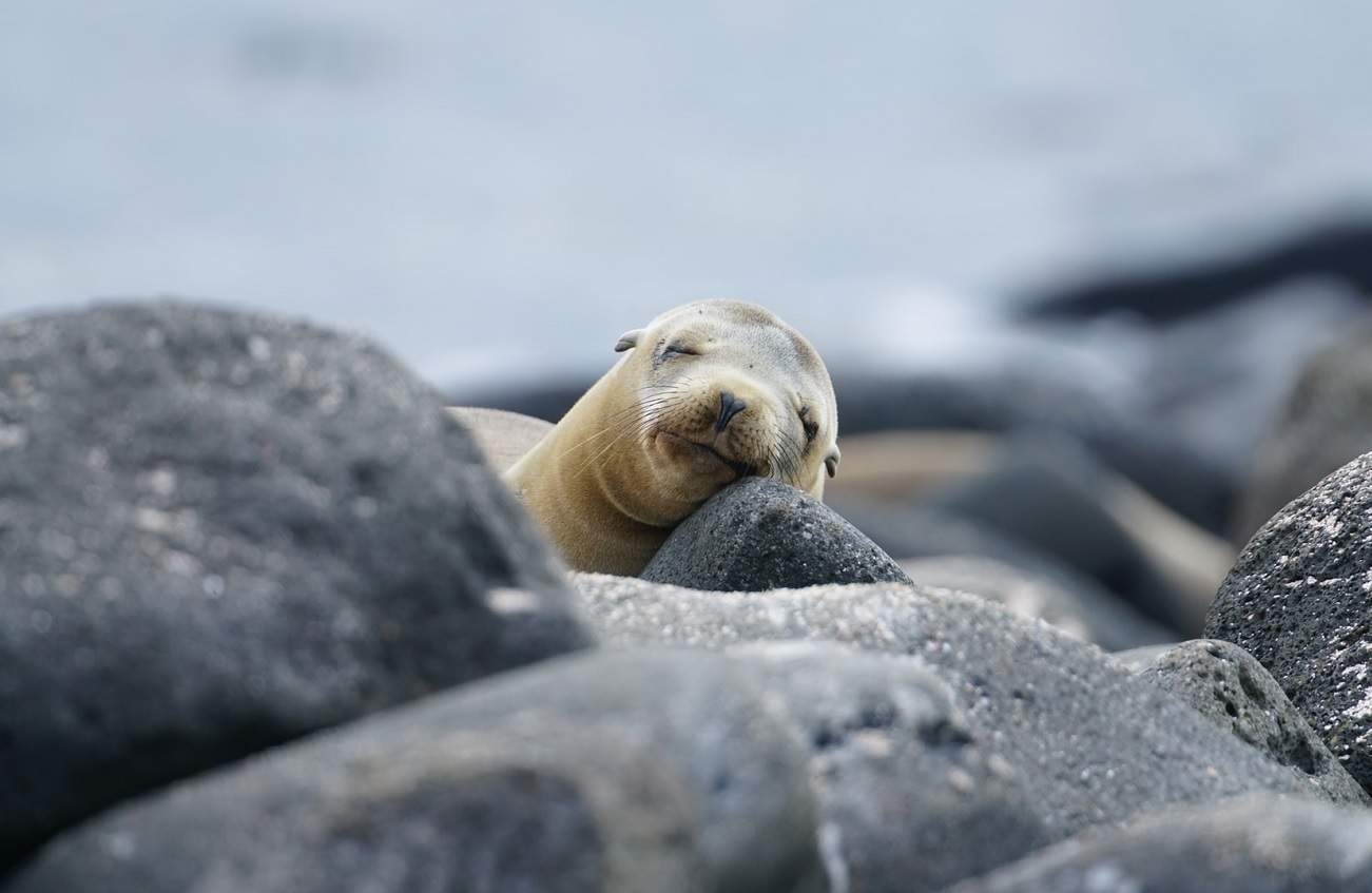 Rencontrer les otaries des Galapagos - Equateur | Au Tigre Vanillé