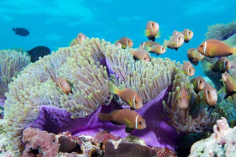 Plongée et observation du récif corallien - Maldives | Au Tigre Vanillé