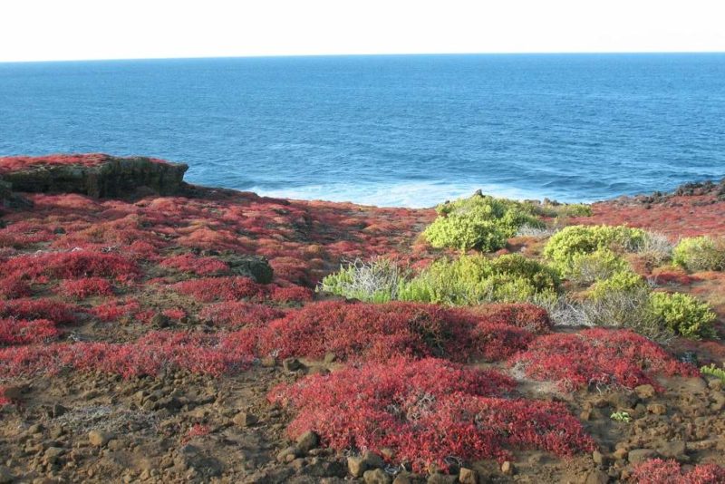 Marcher au coeur de la végétation unique de Floreana dans les Galapagos - Equateur | Au Tigre Vanillé