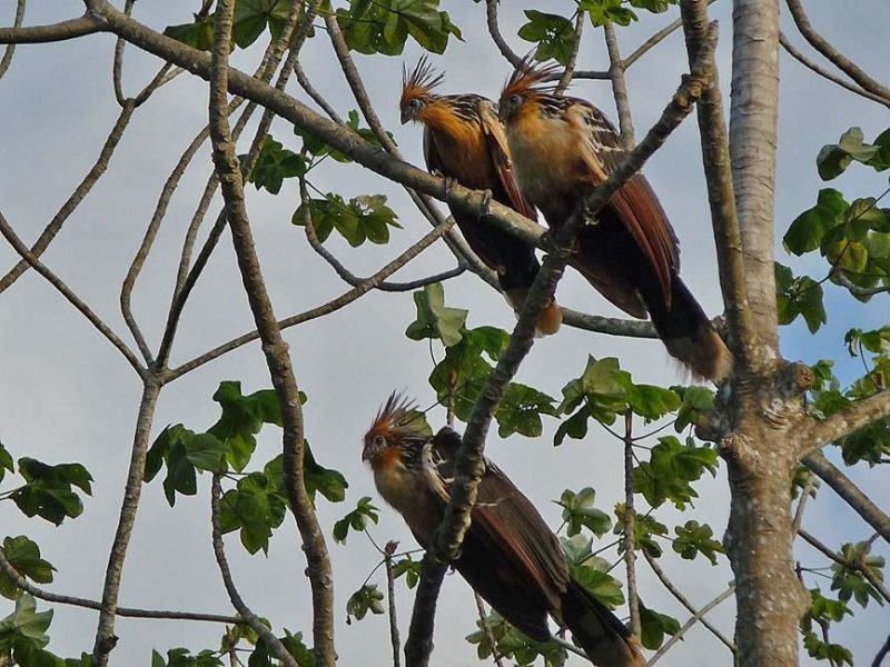 amazonie-fleuve-animaux-jungle-bolivie Oiseaux dans la jungle, en Amazonie - Bolivie | Au Tigre Vanillé
