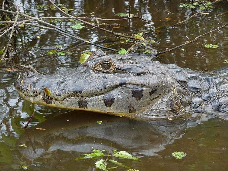 Caiman en Amazonie - Bolivie | Au Tigre Vanillé