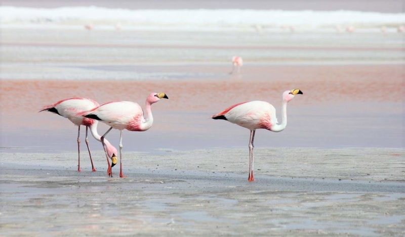 Flamants rose sur une lagune - Bolivie | Au Tigre Vanillé