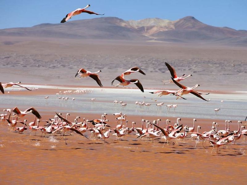 Laguna Colorada et flamants roses dans le désert du Lipez- Bolivie | Au Tigre Vanillé