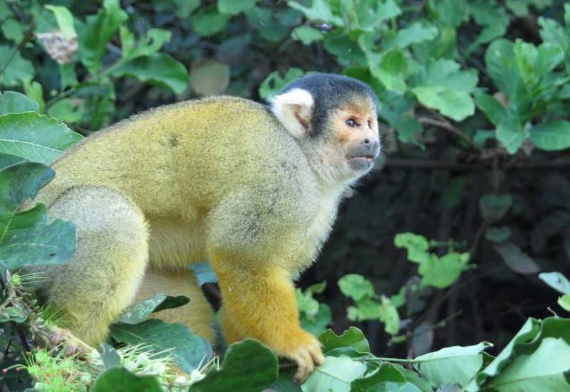 madidi-amazonie-jungle-singe-bolivie Singe dans le parc national de Madidi en Amazonie - Bolivie | Au Tigre Vanillé