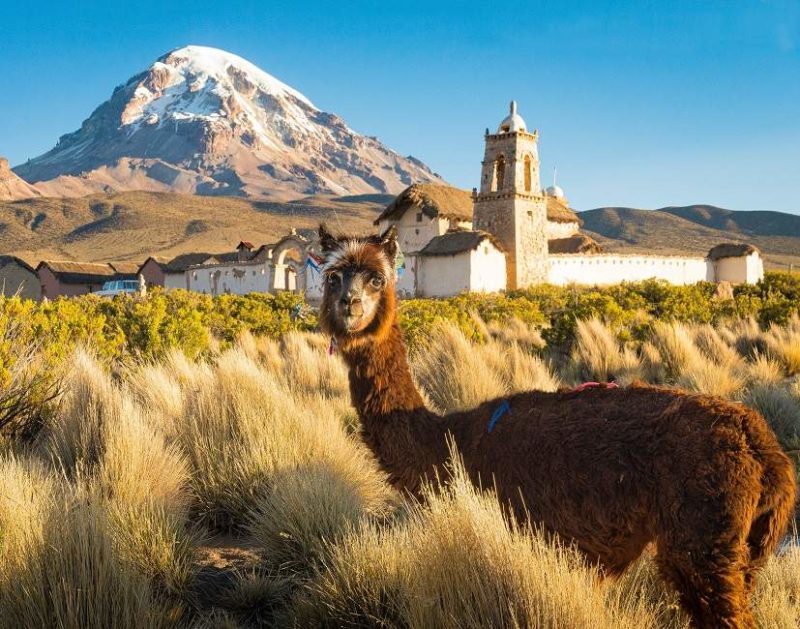 Parc Sajama près de Oruro- Bolivie | Au Tigre Vanillé