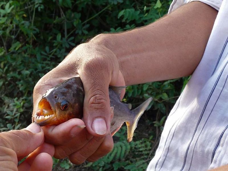 Pêche au Piranhas en Amazonie - Bolivie | Au Tigre Vanillé