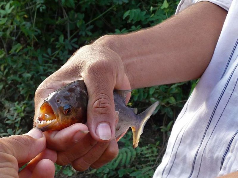 pecher-piranhas-amazonie-jungle-bolivie Pêche au Piranhas en Amazonie - Bolivie | Au Tigre Vanillé
