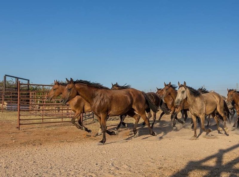 Les chevaux pur-sang arabes de Mascate - Oman | Au Tigre Vanillé