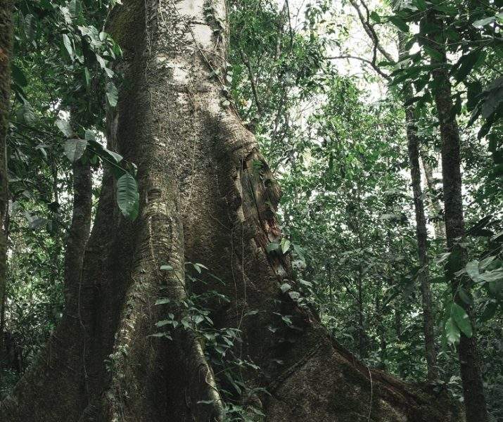 sources-eau-jungle-robore-bolivie Forêt d'Amazonie - Bolivie | Au Tigre Vanillé