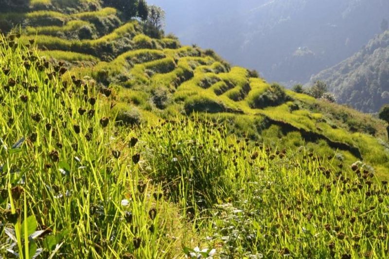 Faire un trekking à Langtang - Népal | Au Tigre Vanillé