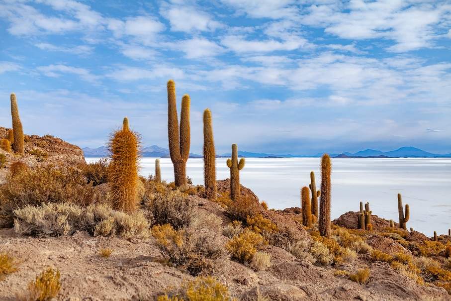 Cactus et salar d'Uyuni - Bolivie | Au Tigre Vanillé