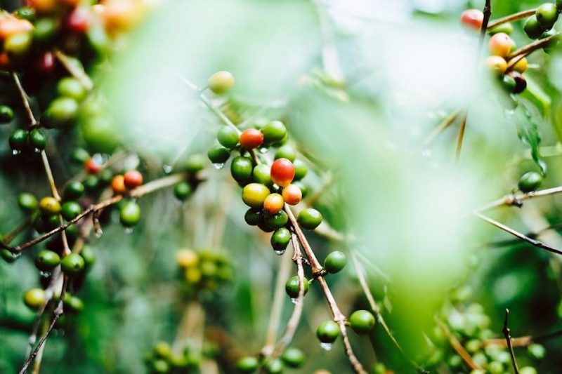 Plantations de cafés chez les Yungas en Amazonie- Bolivie | Au Tigre Vanillé