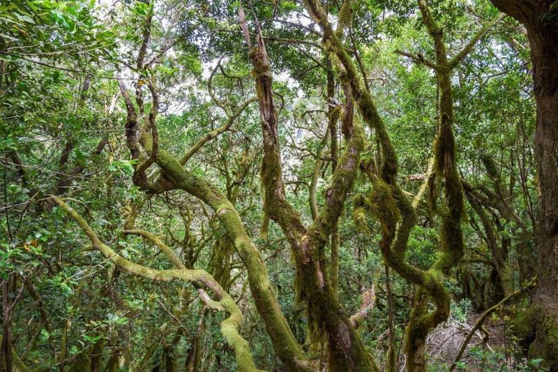 Forêt à l'ecosystème millénaire à La Gomera - Îles Canaries | Au Tigre Vanillé