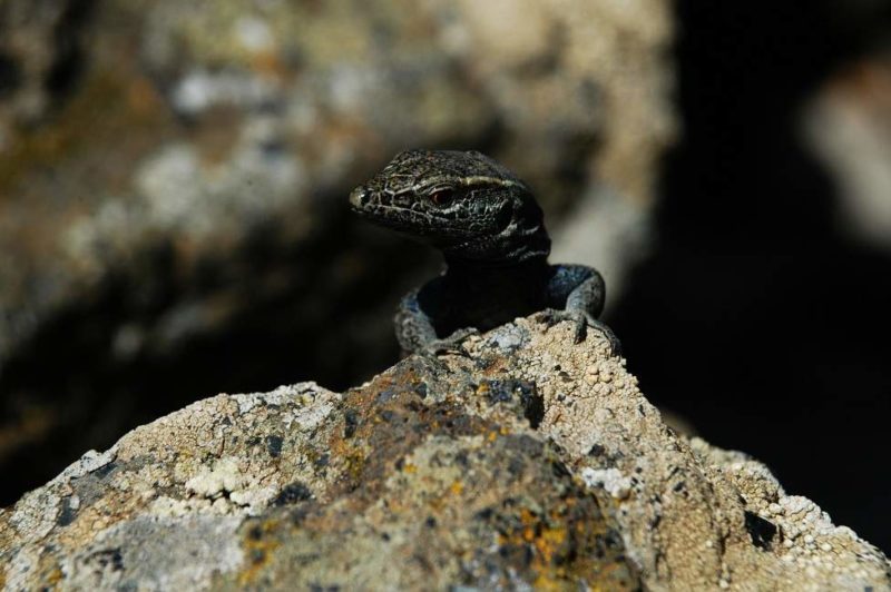 Protection des lézards à El Hierro - Îles Canaries | Au Tigre Vanillé